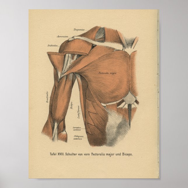 Vintage 1888 Tyska Anatomy Print Chest Muscles Poster (Framsidan)
