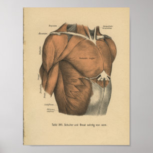Vintage 1888 Tyska Anatomy Print Chest Muscles Poster
