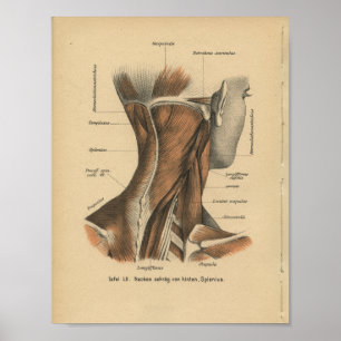 Vintage 1888 Tyska Anatomy Print Nacke Muscles Poster