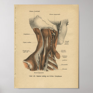 Vintage 1888 Tyska Anatomy Print Nacke Muscles Poster