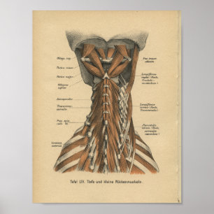 Vintage 1888 Tyska Anatomy Print Nacke Muscles Poster