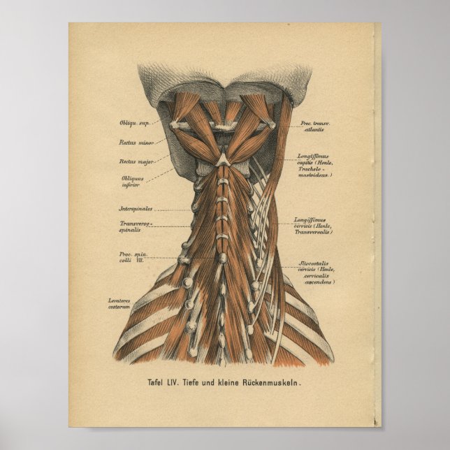 Vintage 1888 Tyska Anatomy Print Nacke Muscles Poster (Framsidan)