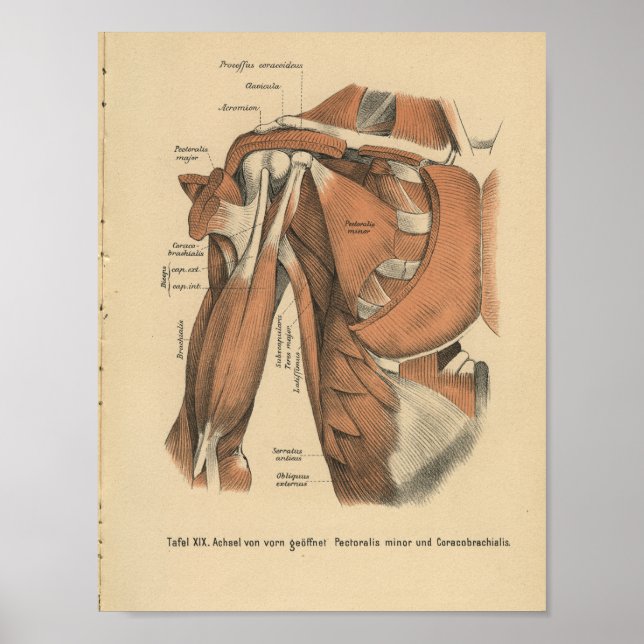 Vintage 1888 Tyska antika tryckformsmuskler Poster (Framsidan)