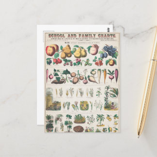 Vintage 1890 skolschemat för botanisk utbildning vykort