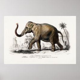 Vintage 1892 Asiatisk elefantillustration Poster