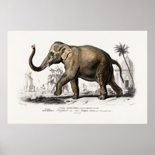 Vintage 1892 Asiatisk elefantillustration Poster