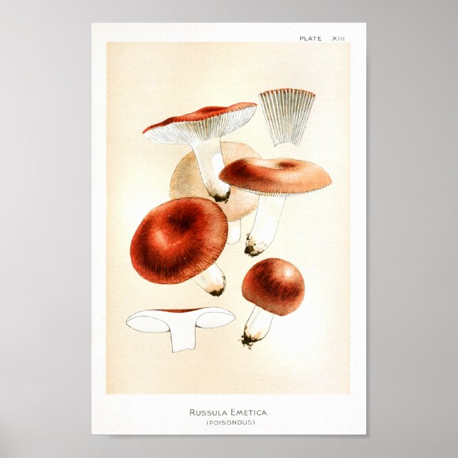 Vintage 1895 Mushrooms Russula Red Art Print Poster (Framsidan)