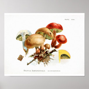 Vintage 1895 Röd Gult utskrift av svampar Poster