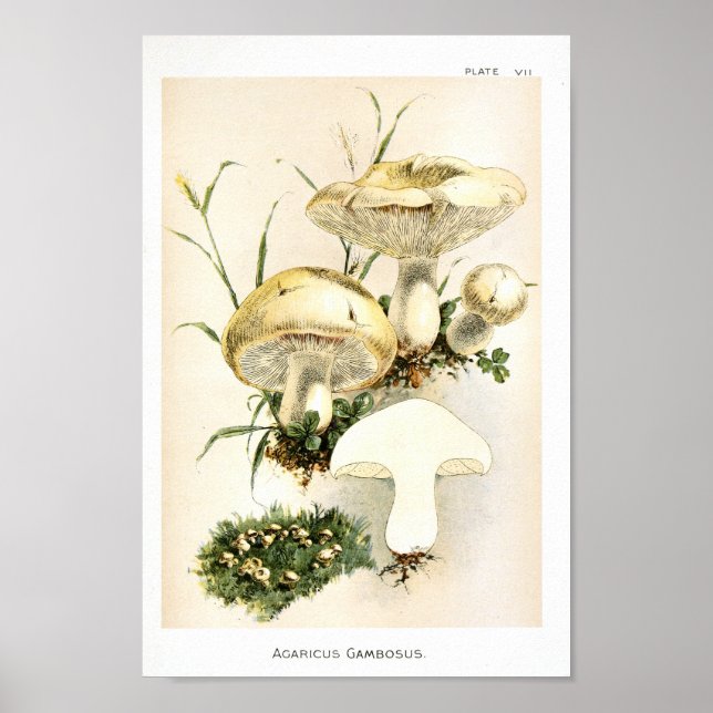 Vintage 1895: Svampvit brun konst Poster (Framsidan)