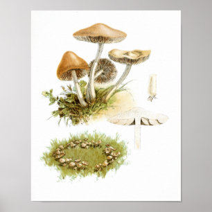 Vintage 1895: Svampvit brun konst Poster