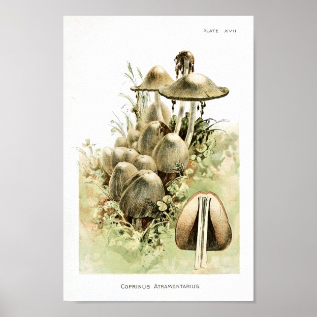 Vintage 1895: Svampvit brun konst Poster (Framsidan)