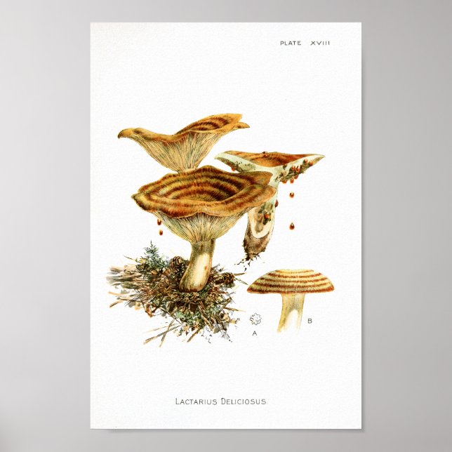 Vintage 1895 Utskrift av svampar brun konturkonst Poster (Framsidan)