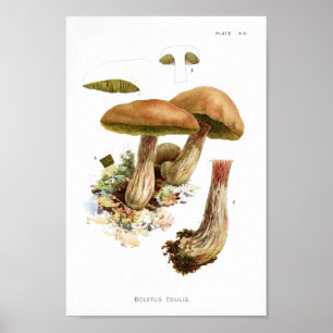 Vintage 1895 Utskrift av svampbrun Grönt Poster
