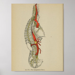 Vintage 1898 Skriv ut Anatomiskt Sympatiskt nerve Poster