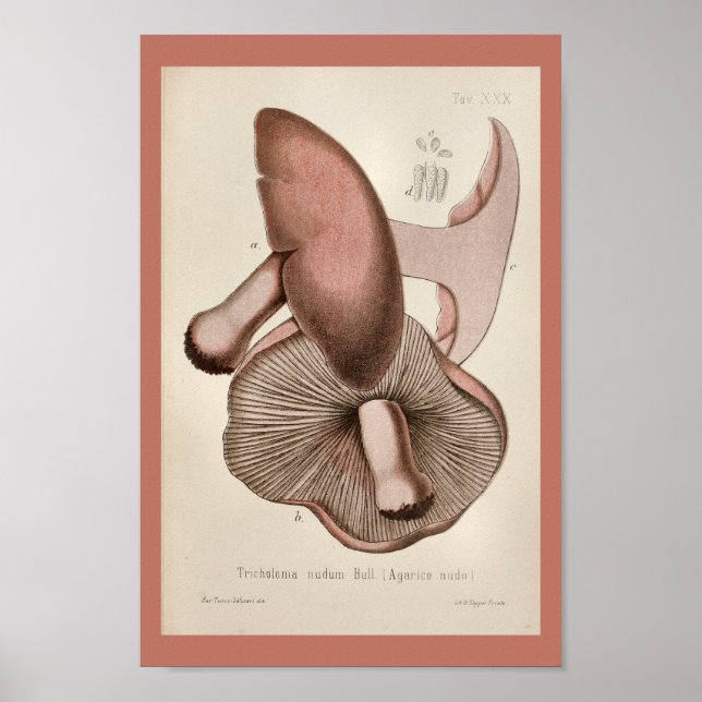 Vintage 1899: Lila av svampkonst Poster (Framsidan)