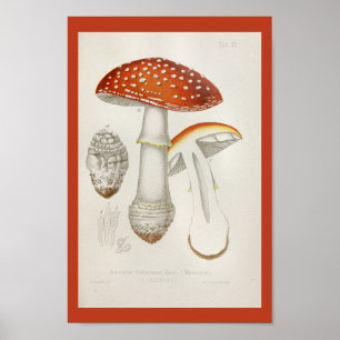 Vintage 1899 Utskrift av svampröd Gult Poster