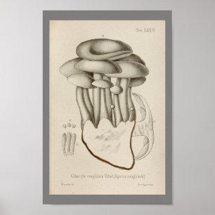 Vintage 1899: Vita konturteckningar för svampar Poster