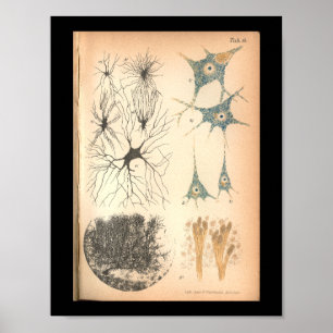 Vintage 1901 Nerve Cells Anatomy Print Poster