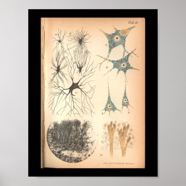 Vintage 1901 Nerve Cells Anatomy Print Poster (Framsidan)