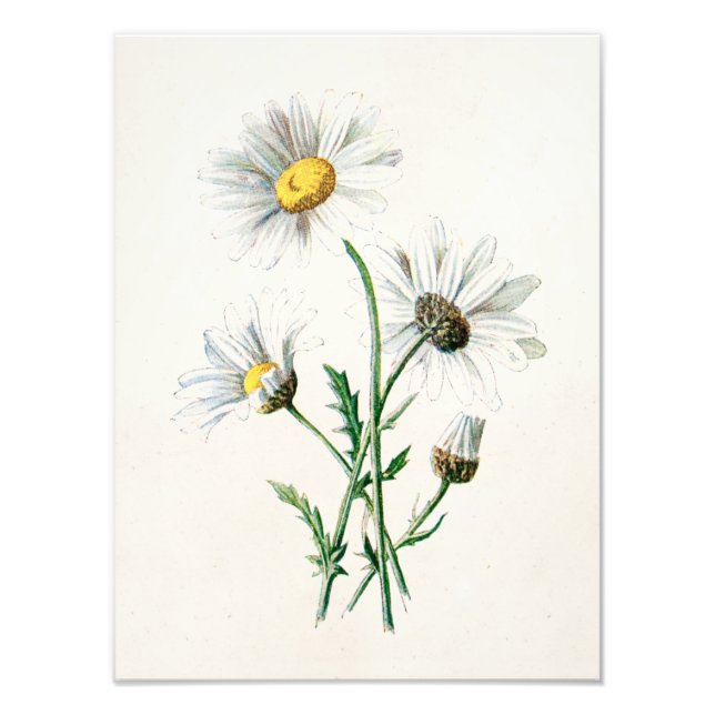 Vintage 1902 Daisy Illustration av gamla Vilder Fototryck (Framsidan)