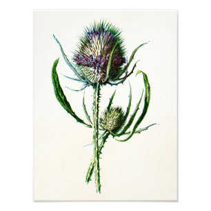Vintage 1902 Gammal skotsk Vild blomma Fototryck