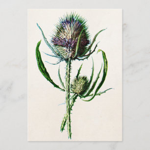 Vintage 1902 Gammal skotsk Vild blomma Kort