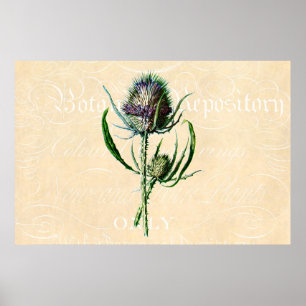 Vintage 1902 Scottish Thistle Antique Wildblomma Poster