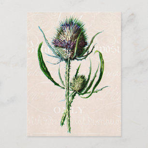 Vintage 1902 Scottish Thistle Old Vild Flower Vykort