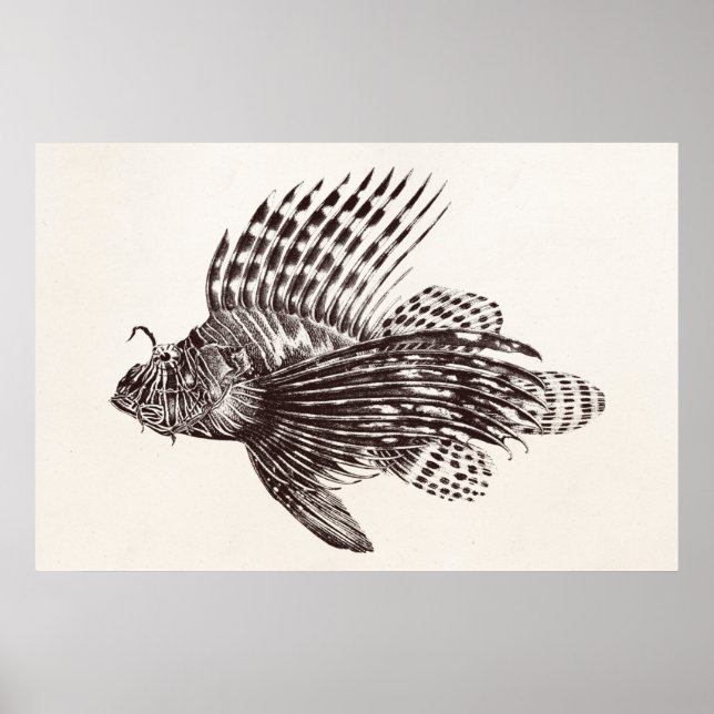 Vintage 1905 Lejon fisk av arten lionfish Scorpion Poster (Framsidan)