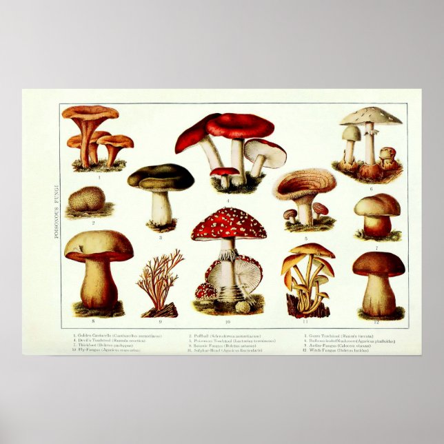 Vintage 1908 Giftiga Svampar Poster (Framsidan)