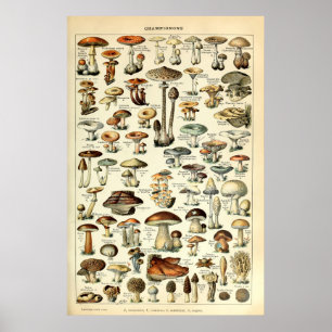 Vintage 1909 Mushroom Art av Adolphe Millot Poster