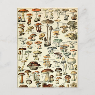 Vintage 1909 Mushroom Art av Adolphe Millot Vykort