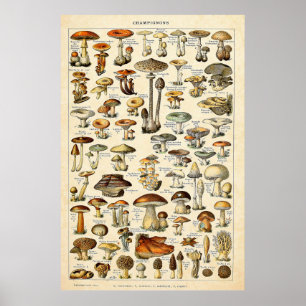 Vintage 1909 Svampkonst av Adolphe Millot Poster