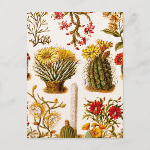 Vintage 1911 Bild av gamla Blommigtar i cactus Flo Vykort