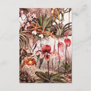 Vintage 1911 Orchid Flower Sety Illustration Kort