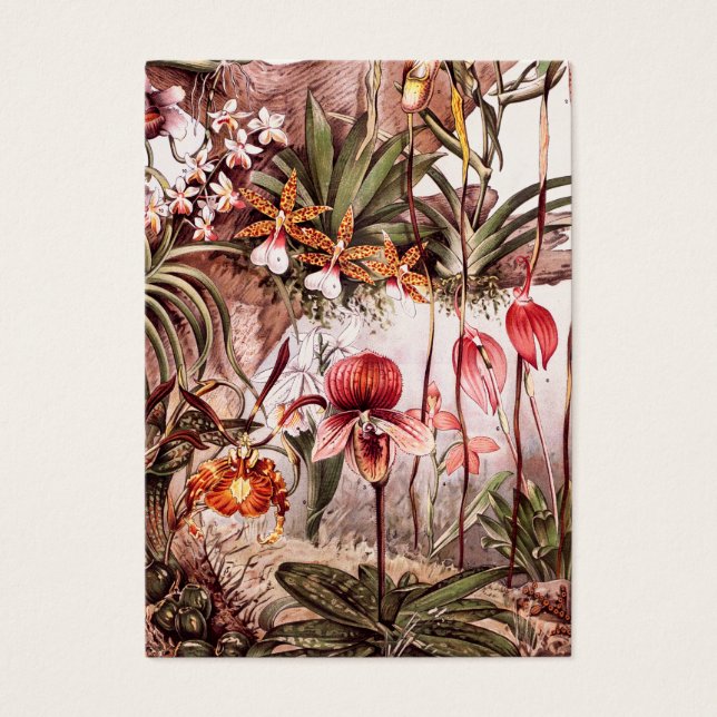 Vintage 1911 Orchid Flower Sety Illustration Visitkort (Framsidan)