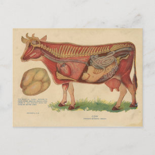 Vintage 1912, illustration av kotatomi vykort