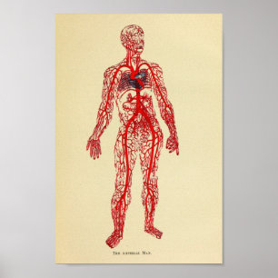 Vintage 1920 Artery Anatomy Art Print Poster