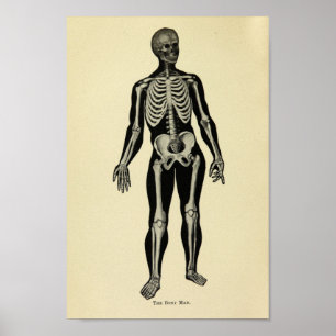 Vintage 1920 Skeleton Anatomy Art Print Poster