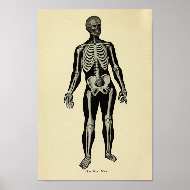 Vintage 1920 Skeleton Anatomy Art Print Poster (Framsidan)