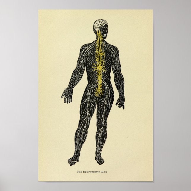 Vintage 1920 Sympathetic Nerves Anatomy Art Print Poster (Framsidan)
