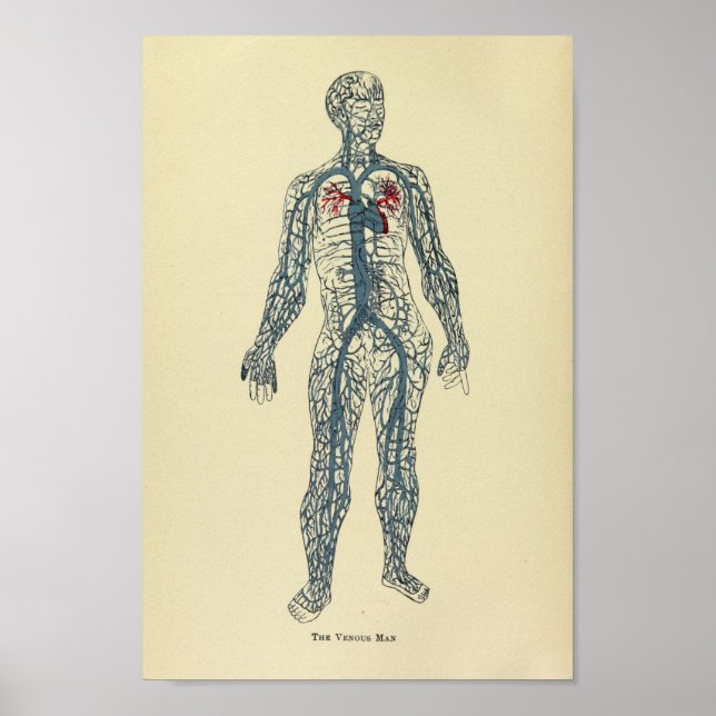 Vintage 1920 Veins Anatomy Art Print Poster (Framsidan)
