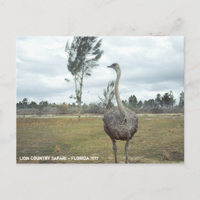 Vintage 1977: Ostrich Safari Vykort (Framsida)