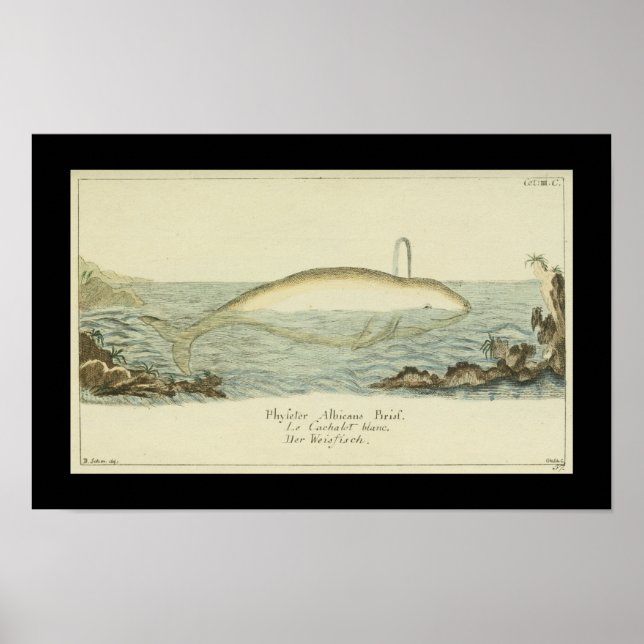 Vintage Abicans White Whale Print Poster (Framsidan)