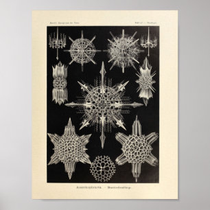 Vintage Acanthophracta Färg Ernst Haeckel Skriv ut Poster