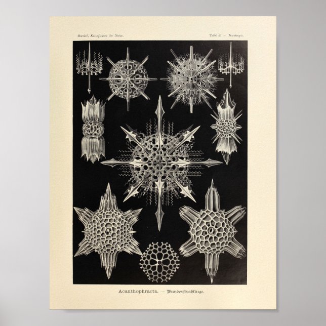 Vintage Acanthophracta Färg Ernst Haeckel Skriv ut Poster (Framsidan)