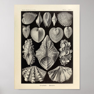 Vintage Acephala Ernst Haeckel Art Print Poster