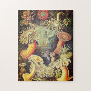 Vintage Actiniae Puzzle av Ernst Haeckel Pussel