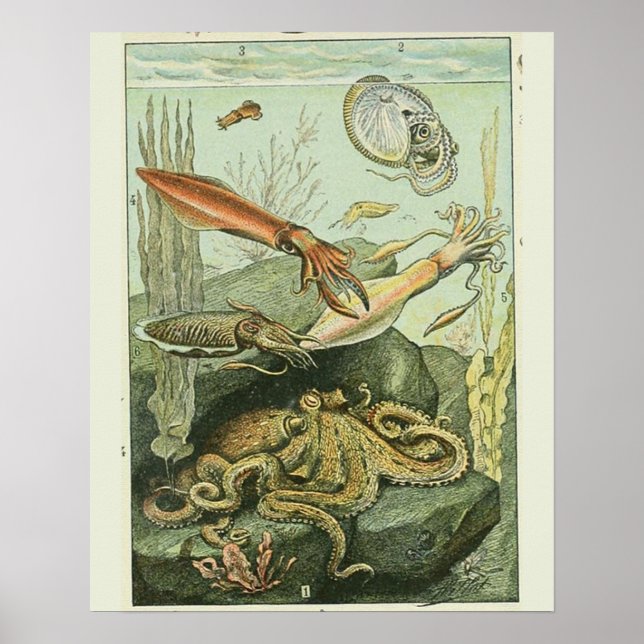 Vintage Adolphe Millot Print blötdjur Mönster Poster (Framsidan)