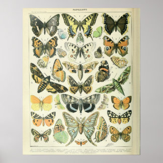 Vintage Adolphe Millot Print Butterflies Mönster-A Poster